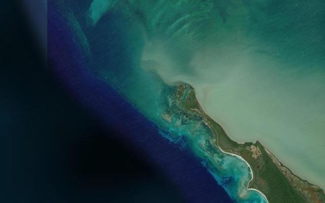 Cayo Bush